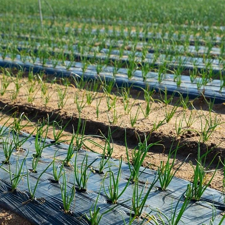 Biodegradable Mulching Film For Agriclutural Uses